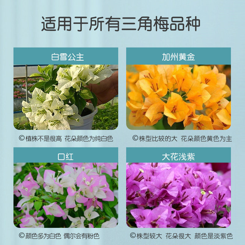 施可丰营养液三角梅专用肥花肥开花室内缓释肥品质活力斤装专业料,淘宝优惠券,粉丝福利购,淘宝优惠卷