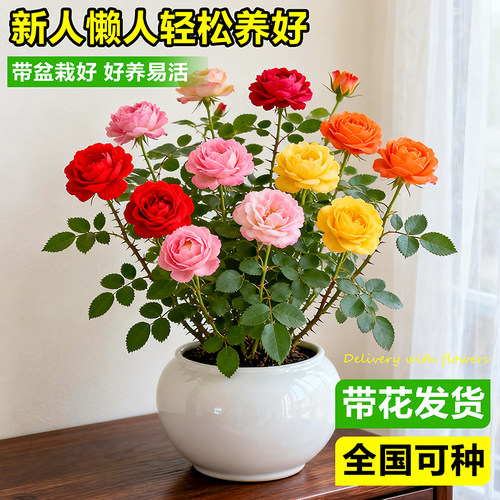 玫瑰花盆栽三色月季大花苗室内客厅鲜花卉桌面果汁阳台开花绿植物 - 图0