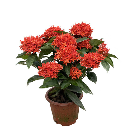 龙船花盆栽带花苞室内外阳台好养花卉百日红庭院花园四季开花植物 - 图3