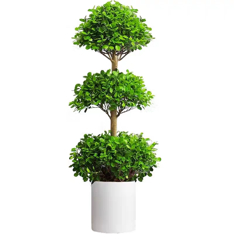 造型金钱榕摇钱树室内盆栽植物大型客厅好养老桩盆景开业送礼绿植,淘宝优惠券,粉丝福利购,淘宝优惠卷