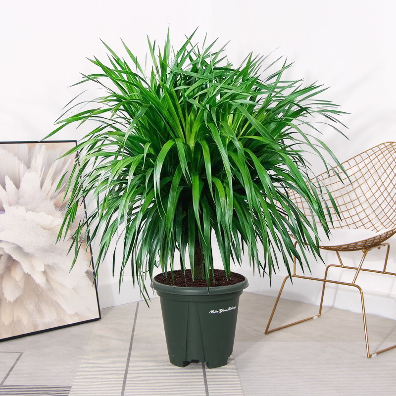 龙须树盆栽室内客厅大型绿植四季常青多头龙血树好养净化空气盆景,淘宝优惠券,粉丝福利购,淘宝优惠卷
