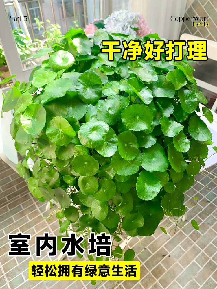 铜钱草水培植物室内外水养招财小绿植金钱草盆栽四季常青好养花卉 - 图0