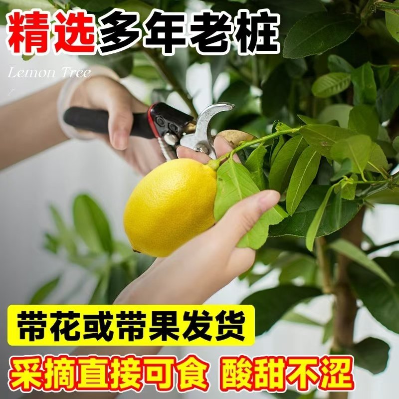 香水柠檬树盆栽带果室内阳台大型四季好养真花绿植客厅除甲醛植物,淘宝优惠券,粉丝福利购,淘宝优惠卷