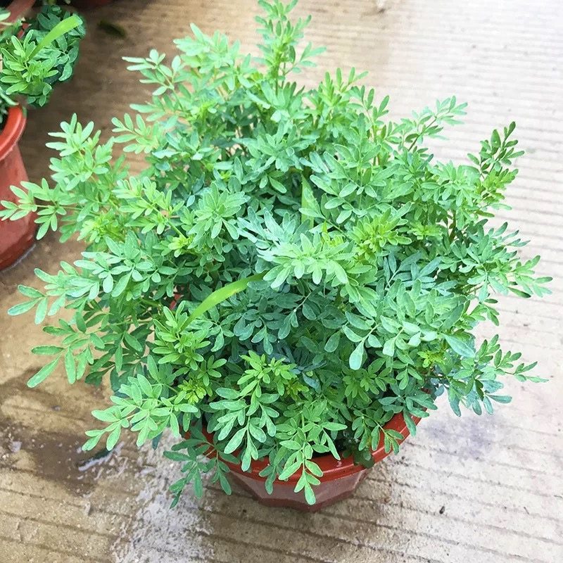 臭草芸香草盆新鲜可食用臭艾香草绿豆糖水阳台庭院四季驱蚊绿植物,淘宝优惠券,粉丝福利购,淘宝优惠卷