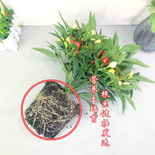 辣椒盆栽带果可食用彩椒朝天椒带花室内阳台花卉小米椒庭院绿植物 - 图0