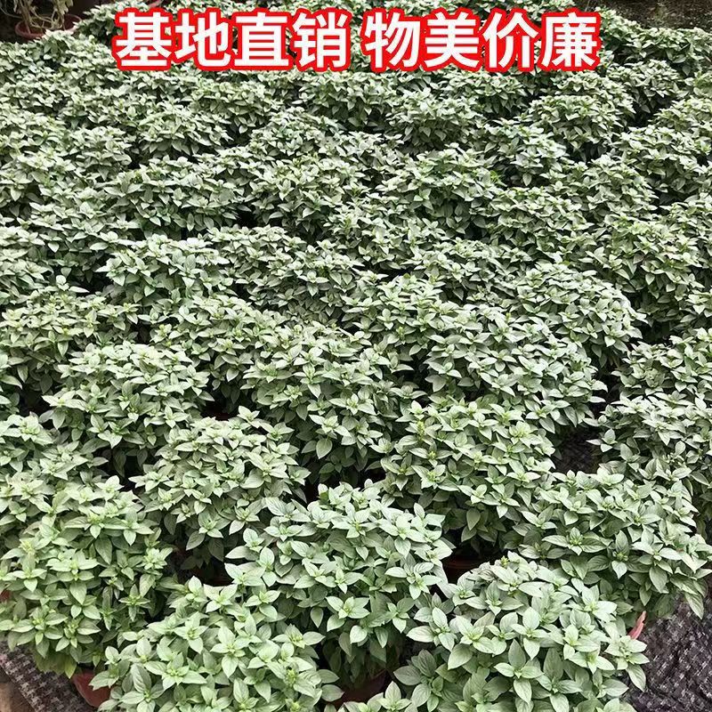 九层塔盆栽可食用罗勒叶大苗金不换薄荷紫苏室内阳台驱蚊绿植物花 - 图0