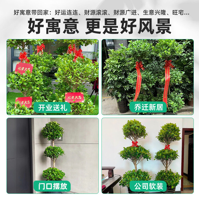 造型金钱榕摇钱树室内盆栽植物大型客厅好养老桩盆景开业送礼绿植,淘宝优惠券,粉丝福利购,淘宝优惠卷