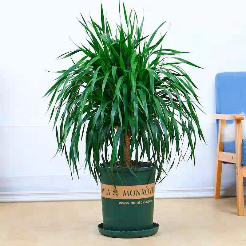 龙须树盆栽室内客厅大型绿植四季常青多头龙血树好养净化空气盆景,淘宝优惠券,粉丝福利购,淘宝优惠卷