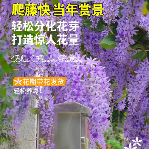 泰国大叶蓝花藤苗小叶兰花许愿藤阳台庭院四季开蓝色花卉爬藤植物 - 图2