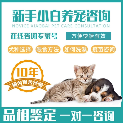 Оценка кошек домашние животные Pets Puppet Cat Dog and Dog Shiba Inu Идентификация цена Golden Getse Assulation Corki Bianpu