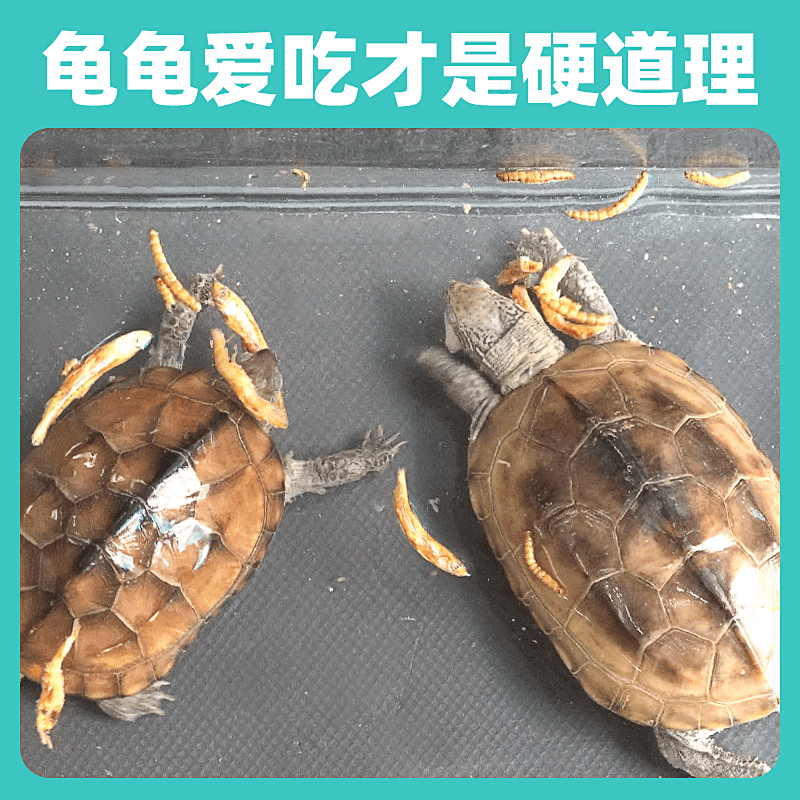 龟粮乌龟饲料淡水虾干小鱼干面包虫巴西龟草龟虾皮鳄龟冻干虾龟料,淘宝优惠券,粉丝福利购,淘宝优惠卷