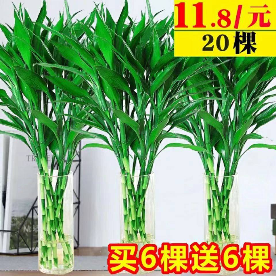 富贵竹基地直发水培植物水养水竹客厅室内绿萝金钱招财树转运盆栽,淘宝优惠券,粉丝福利购,淘宝优惠卷