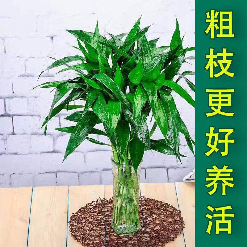 富贵竹基地直发水培植物水养水竹客厅室内绿萝金钱招财树转运盆栽,淘宝优惠券,粉丝福利购,淘宝优惠卷