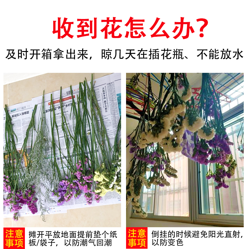 勿忘我干花花束云南基地直发干花束客厅摆设装饰摆件真花风干天然-图0