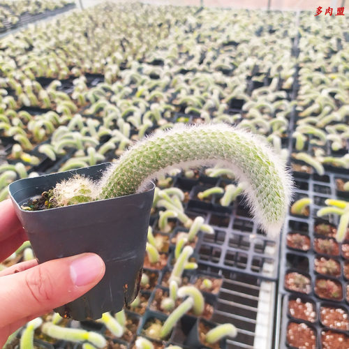 20新进口代多肉九尾狐特大老桩锦多年生长毛尾柱植物尾室内仙人球 - 图1
