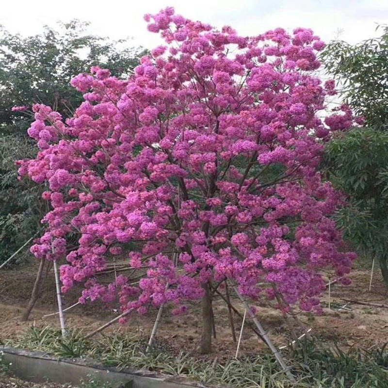 黄花风铃木紫花风铃木红花室外风铃木树苗四季多花庭院苗行道树苗 - 图0