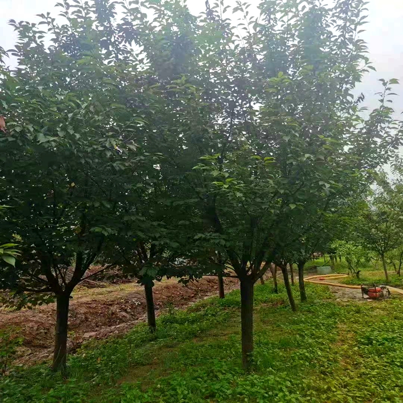 樱花树苗正宗日本樱花小苗南北方庭院地栽盆栽花树园林植物绿化树-图2