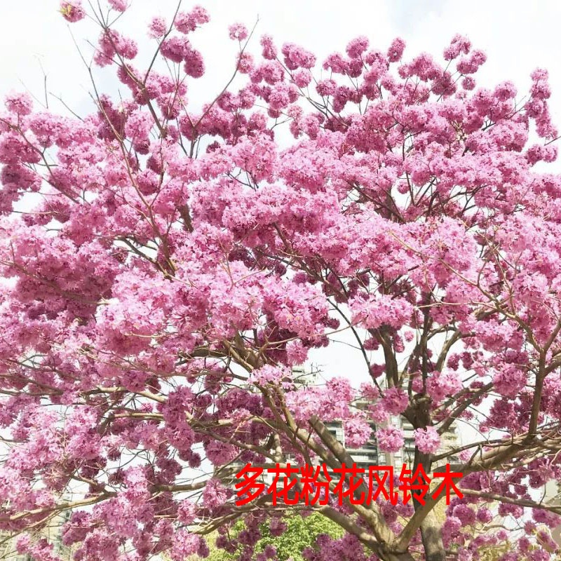 黄花风铃木紫花风铃木红花室外风铃木树苗四季多花庭院苗行道树苗 - 图2