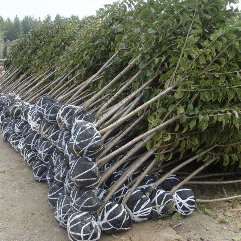 樱花树苗正宗日本樱花小苗南北方庭院地栽盆栽花树园林植物绿化树-图1