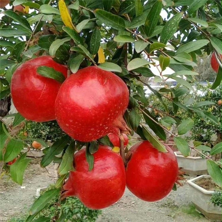 石榴树苗突尼斯软籽庭院阳台南北方种植盆栽地栽植物大型石榴果树 - 图1