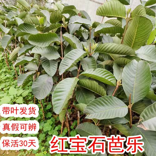 广西红宝石无籽少籽芭乐树苗正宗四季红肉红心嫁接番石榴易种带土 - 图0