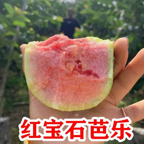 广西红宝石无籽少籽芭乐树苗正宗四季红肉红心嫁接番石榴易种带土 - 图3