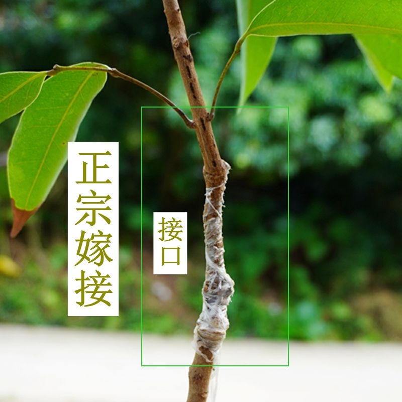 荔枝苗海南妃子笑桂味无核鸡嘴荔仙进奉枝嫁接荔枝果树苗南方种植 - 图2