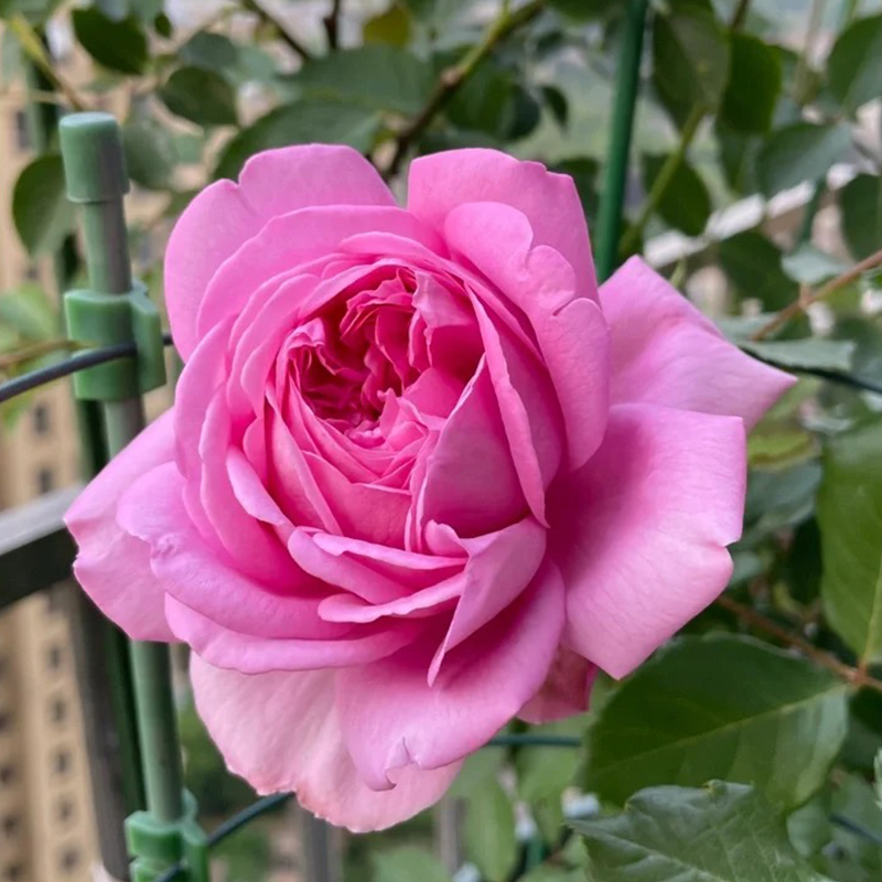 庞巴度玫瑰大花浓香海盆栽浓香带花阳台玫瑰大花庭院勤花蔷薇花苗 - 图3