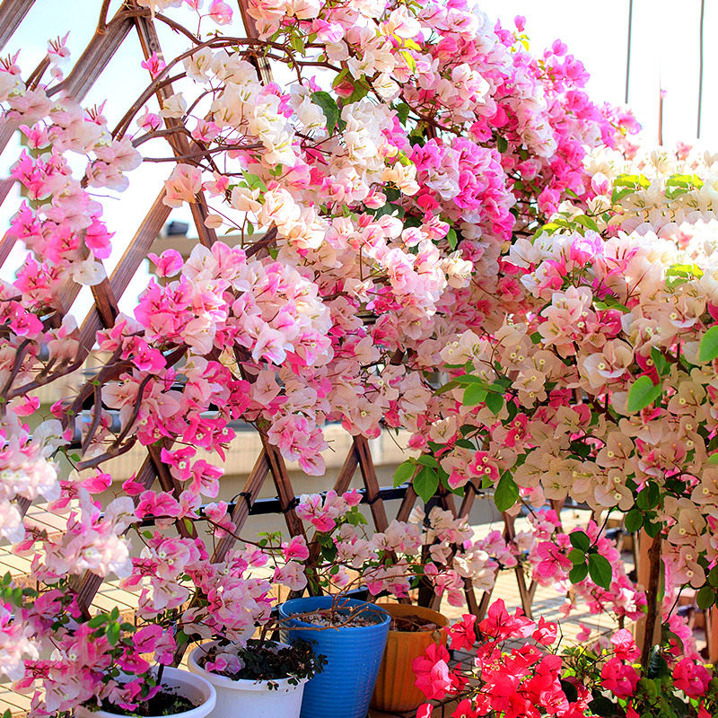 同安红三角梅原生盆栽带花爬藤植物重瓣阳台庭院地栽耐热好养绿樱,淘宝优惠券,粉丝福利购,淘宝优惠卷