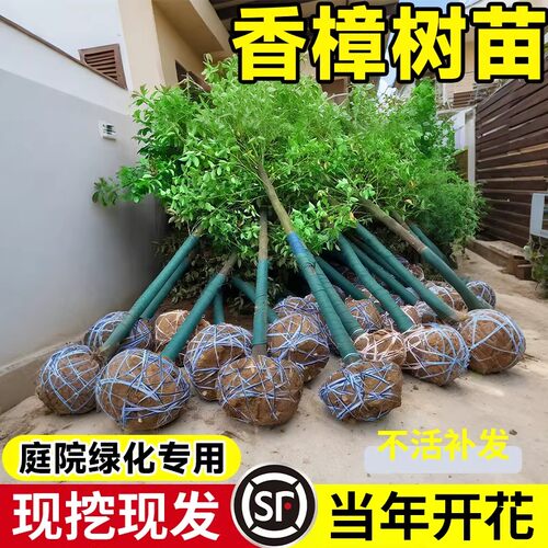 香樟树苗四季常青公园庭院地栽绿化工程大树驱蚊虫耐寒小叶香樟苗 - 图1