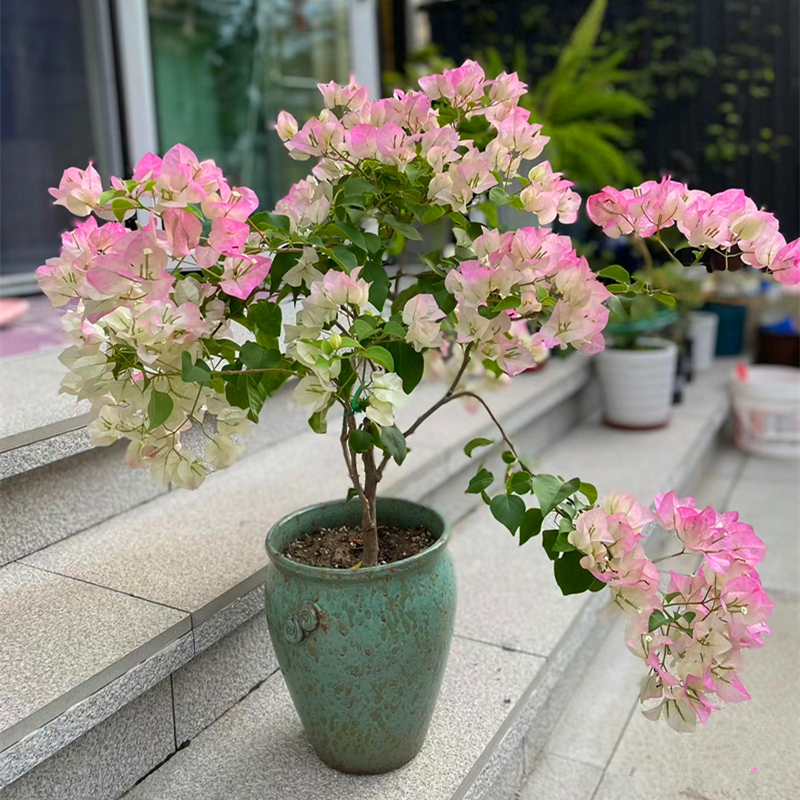 加州黄金三角梅老桩盆栽带花爬藤植物重瓣四季阳台耐热好养活绿樱 - 图2