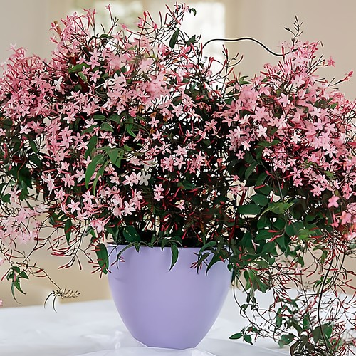 多花素馨盆栽花苗多年生藤本爬藤庭院大花卉室内浓香耐阴常绿植物 - 图2