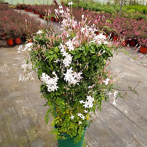 多花素馨盆栽花苗多年生藤本爬藤庭院大花卉室内浓香耐阴常绿植物 - 图3