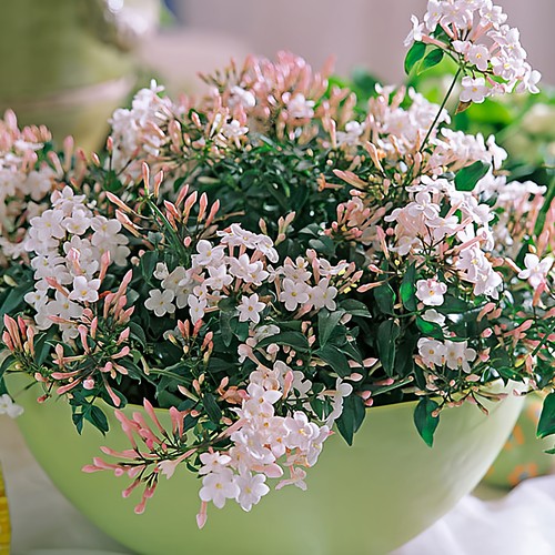 多花素馨盆栽花苗多年生藤本爬藤庭院大花卉室内浓香耐阴常绿植物 - 图1