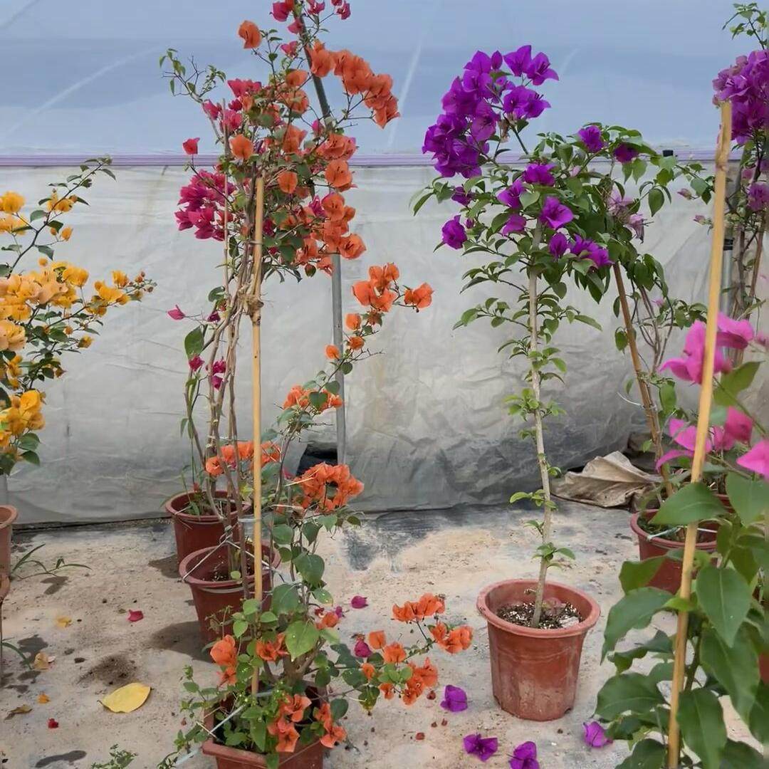 爬藤三角梅大苗高飘原生绿樱高杆飘枝室内阳台盆栽庭院勤花卉耐热,淘宝优惠券,粉丝福利购,淘宝优惠卷