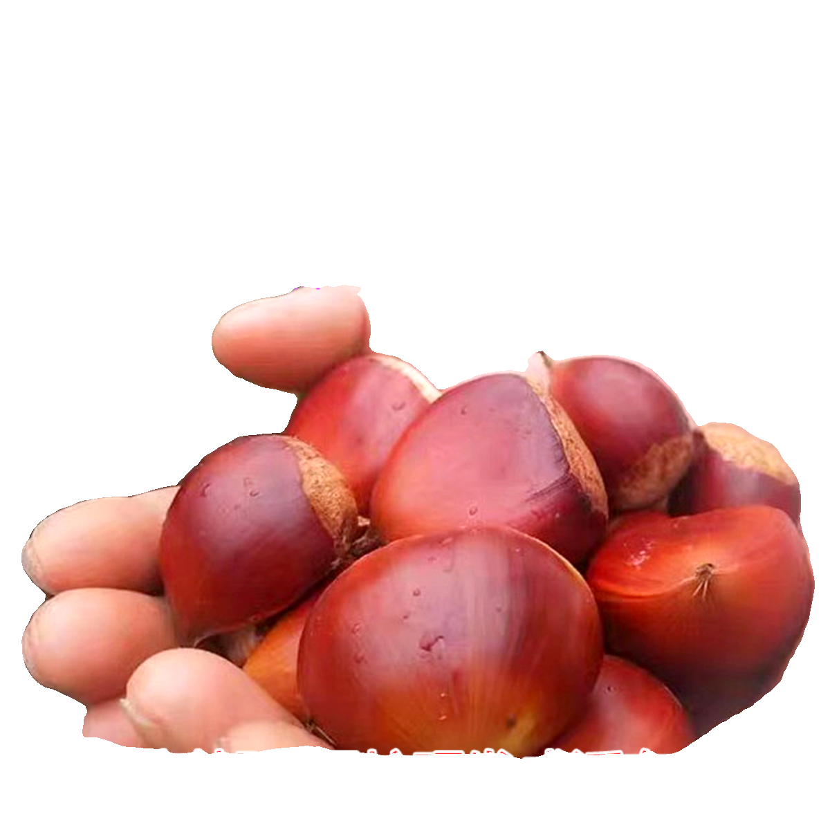 板栗苗树嫁接盆栽地栽当年结果南方北方种植特大板栗树大红袍板栗,淘宝优惠券,粉丝福利购,淘宝优惠卷