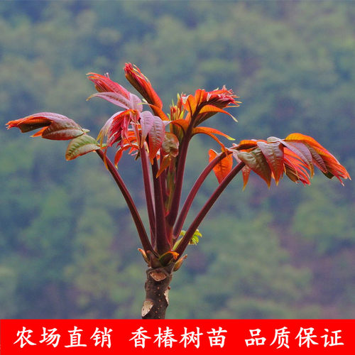 香椿苗红油香椿树苗盆栽香椿芽地栽绿油香椿当年可食用南北方种植 - 图0