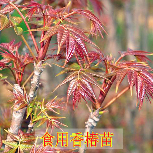 香椿苗红油香椿树苗盆栽香椿芽地栽绿油香椿当年可食用南北方种植 - 图2