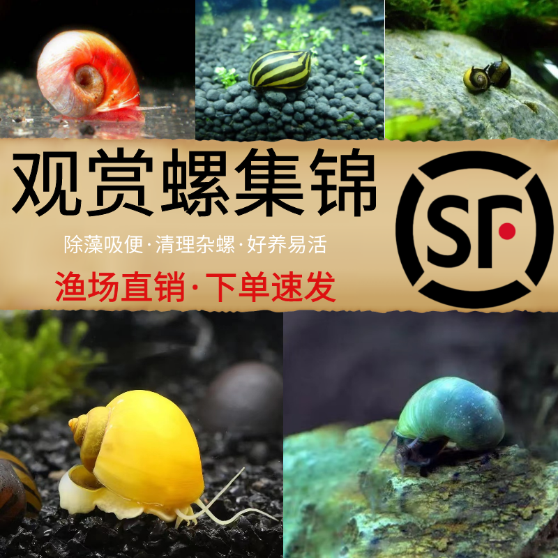 淡水活体观赏螺宠物蜗牛清洁除藻工具螺神秘黑金刚斑马洋葱苹果螺 - 图1