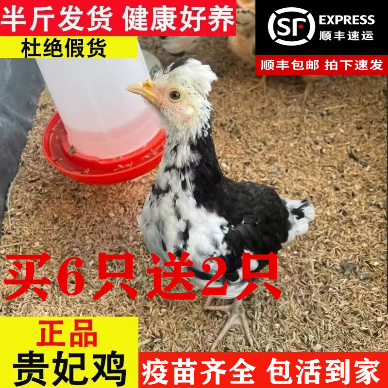 半斤活苗江南小鸡贵妇鸡贵妃鸡苗贵妃鸡活苗半大鸡脱温苗包活到家 - 图0