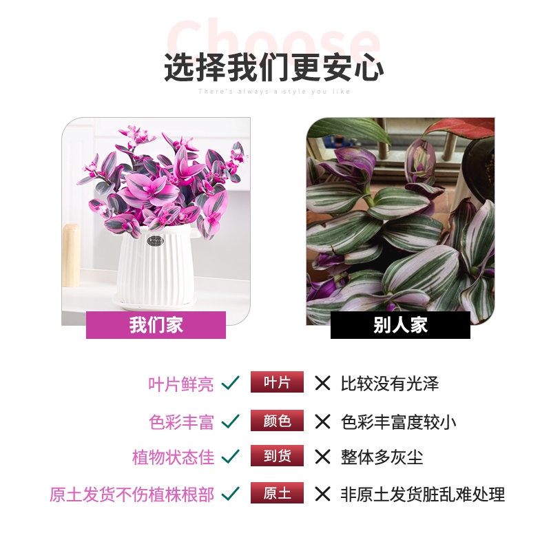 婚礼油画吊兰盆栽兰锦紫兰露阳台室内办公桌水培植物好养绿植花卉