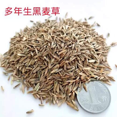 牧草种子黑麦草子种籽多年生南北方四季种植畜牧养殖牛羊猪鱼草籽 - 图1
