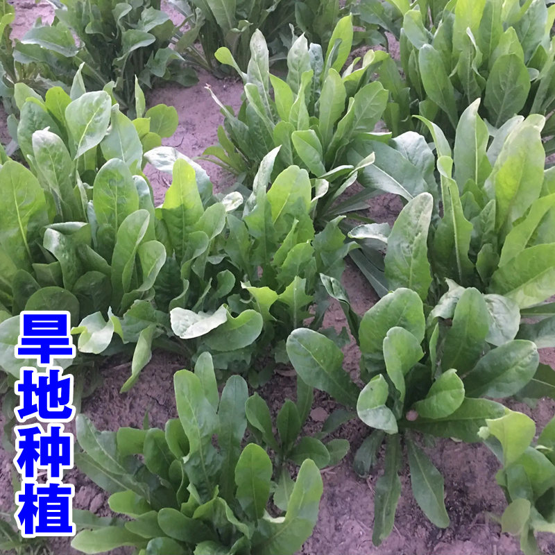 菊苣草种籽大叶多年生喂猪菜兔子牛羊鱼鸡鸭鹅爱吃的四季牧草种子 - 图3