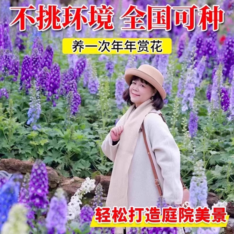 重瓣大花飞燕草花卉种子多年生花苗四季开花盆栽耐寒种子阳台庭院 - 图1