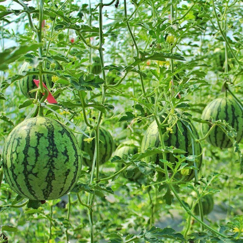 正宗北京庞各庄小西瓜脆甜自然熟头茬西瓜L600小吊瓜新鲜水果包邮 - 图2