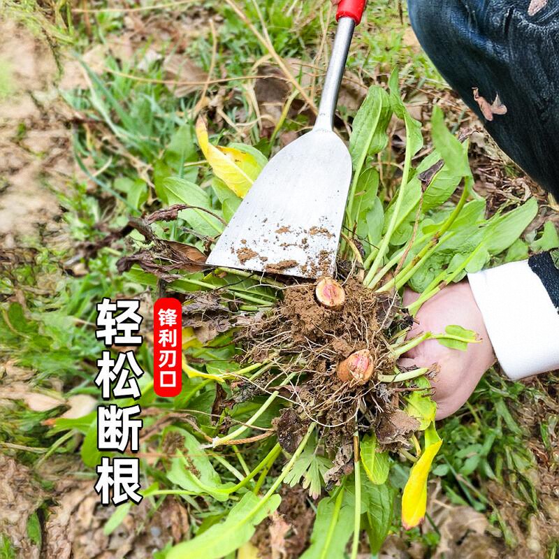 挖野菜的小铲子挖荠菜神器挖蒜挖土除草工具园艺铁铲种花拔草户外 - 图2