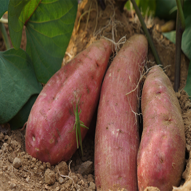 山东崂山新鲜蜜薯沙地糖心5斤地瓜 果恰恰番薯