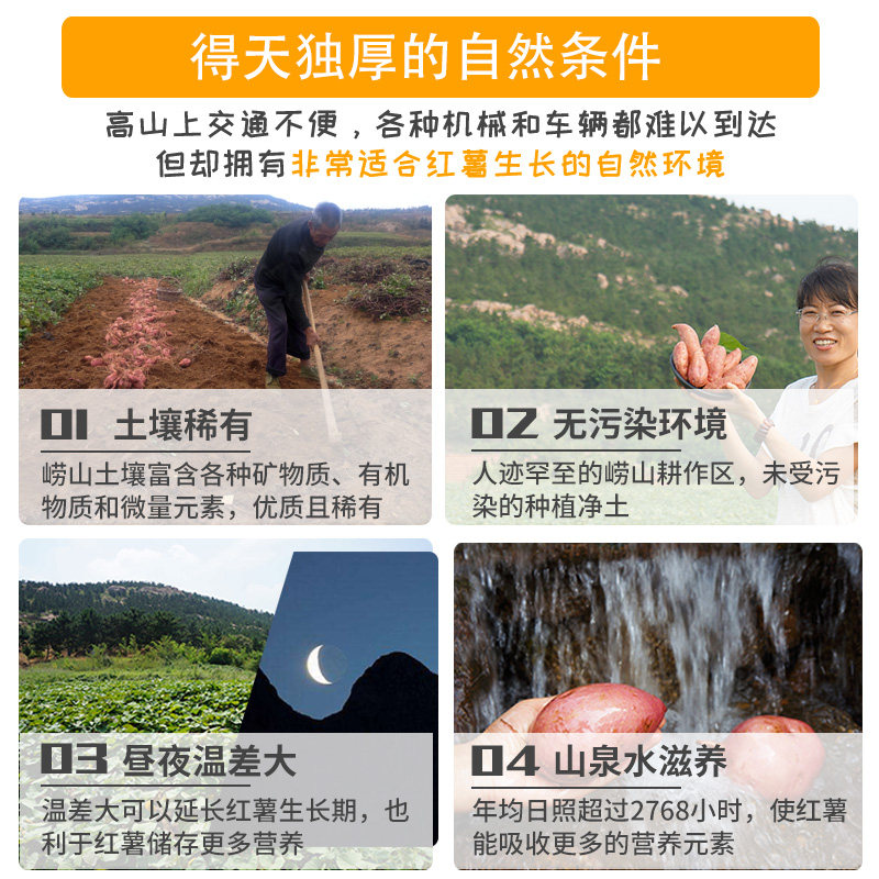 山东粉皮白蜜薯白心薯山地新鲜板栗 果恰恰番薯