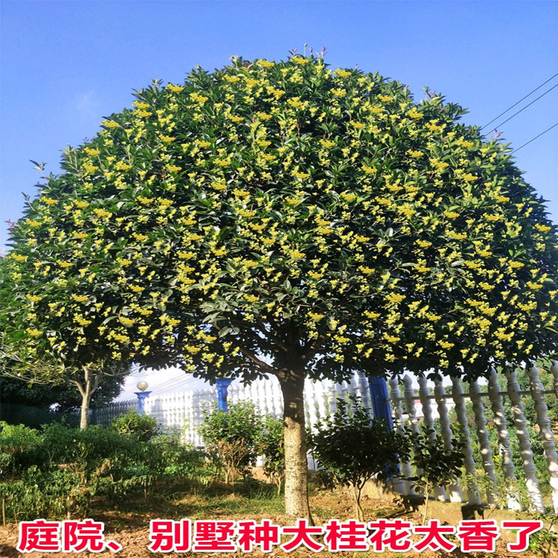 地栽大型四季桂花树苗庭院浓香花卉常青植物盆景金桂丹桂 地栽大型四季桂花树苗庭院浓香花卉常青植物盆景金桂丹桂
