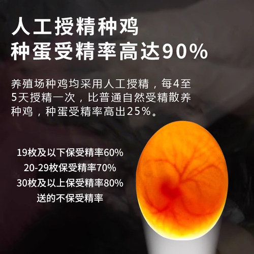 快大型土鸡817种蛋受精蛋可孵化纯种白羽肉鸡种蛋受精可孵化小鸡 - 图3